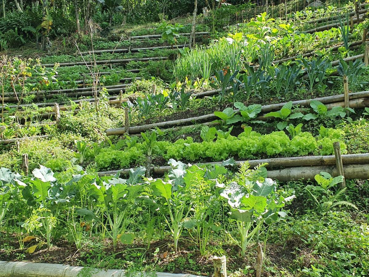 Ecofinca Fuente Alegre Cocorna Bagian luar foto